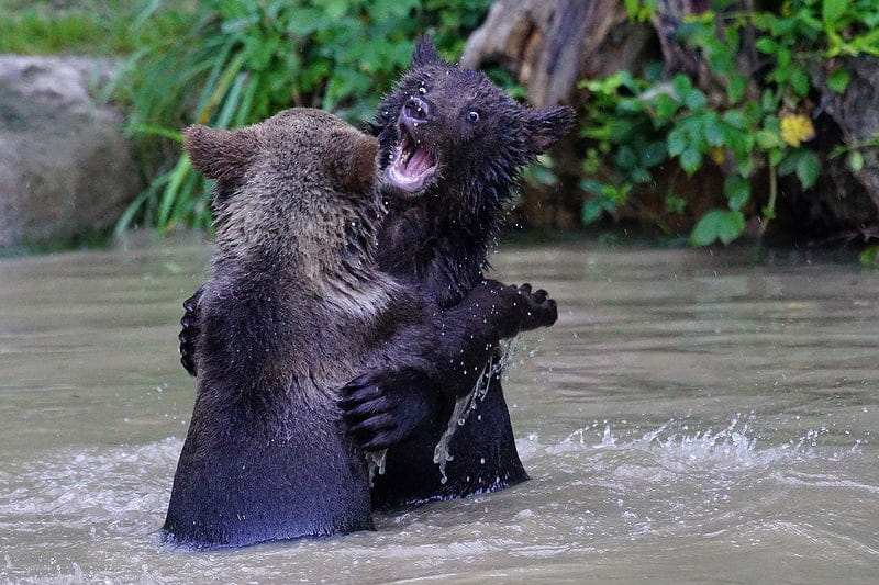 dream about bear fight with other bear