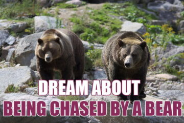 What Does It Mean When You Dream About Being Chased By A Bear?