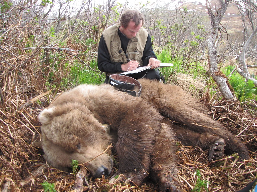 dream about hunting bear