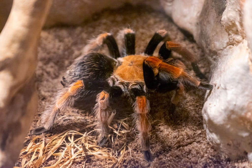 dream about a big tarantula