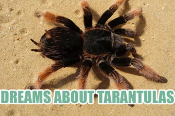 Ultimate Guides To The Dreams About Tarantulas