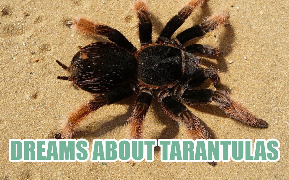 dreams about tarantulas