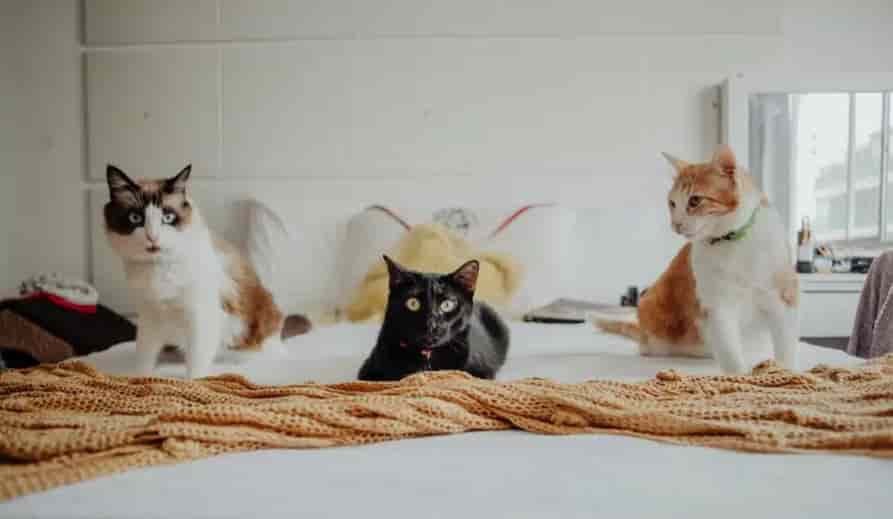 Dreams About Multiple Cats