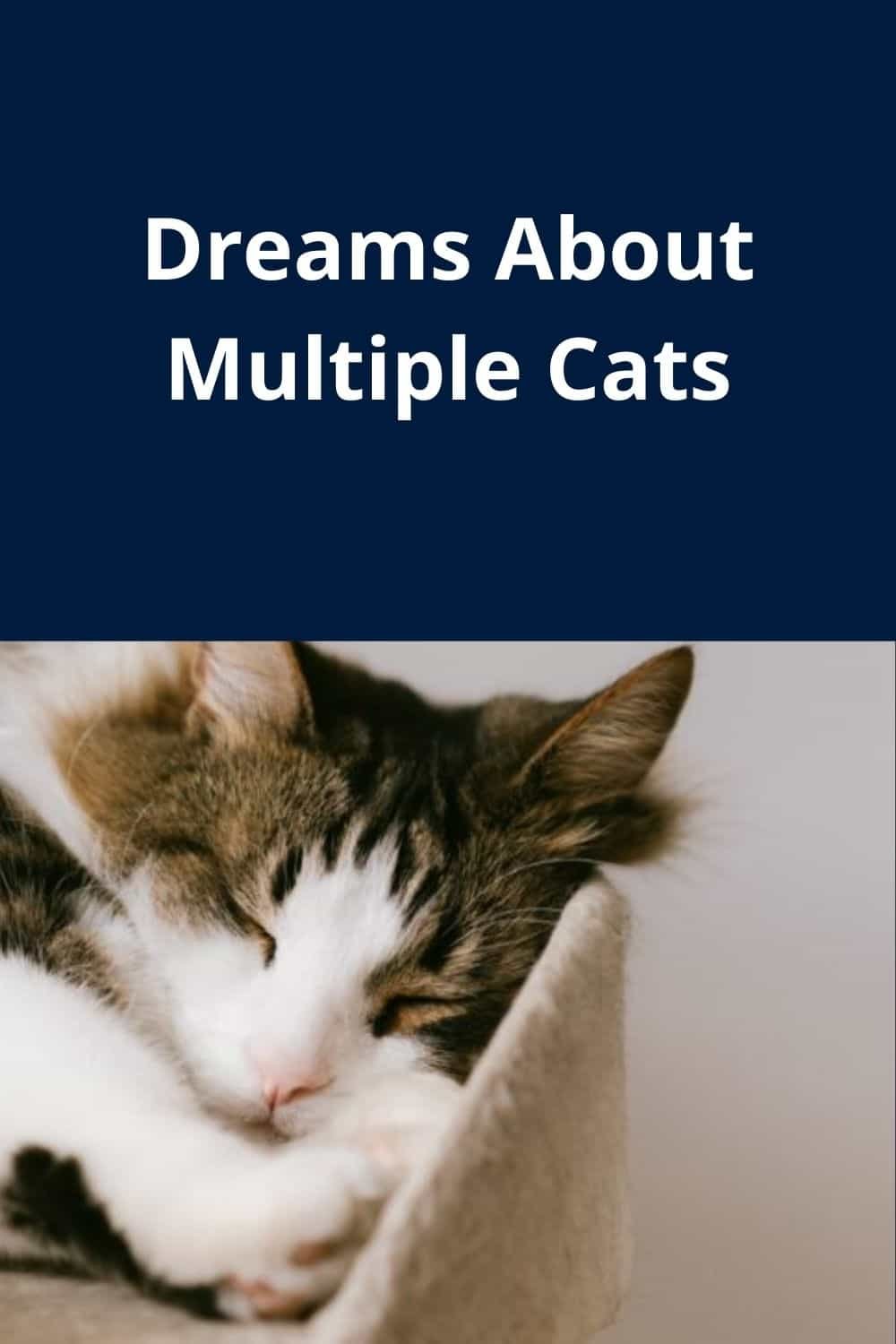 Dreams About Multiple Cats