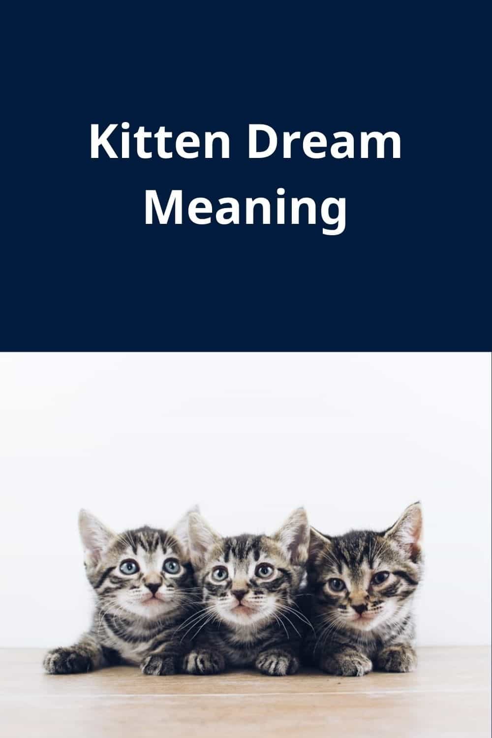 Kitten Dream Meaning
