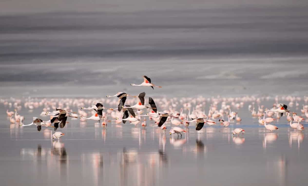 Spiritual Meanings of Flamingos