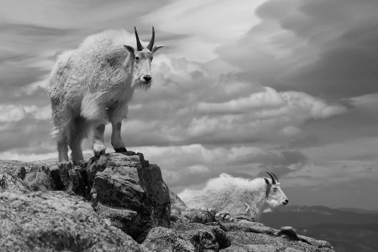 Spiritual Meanings of Goats