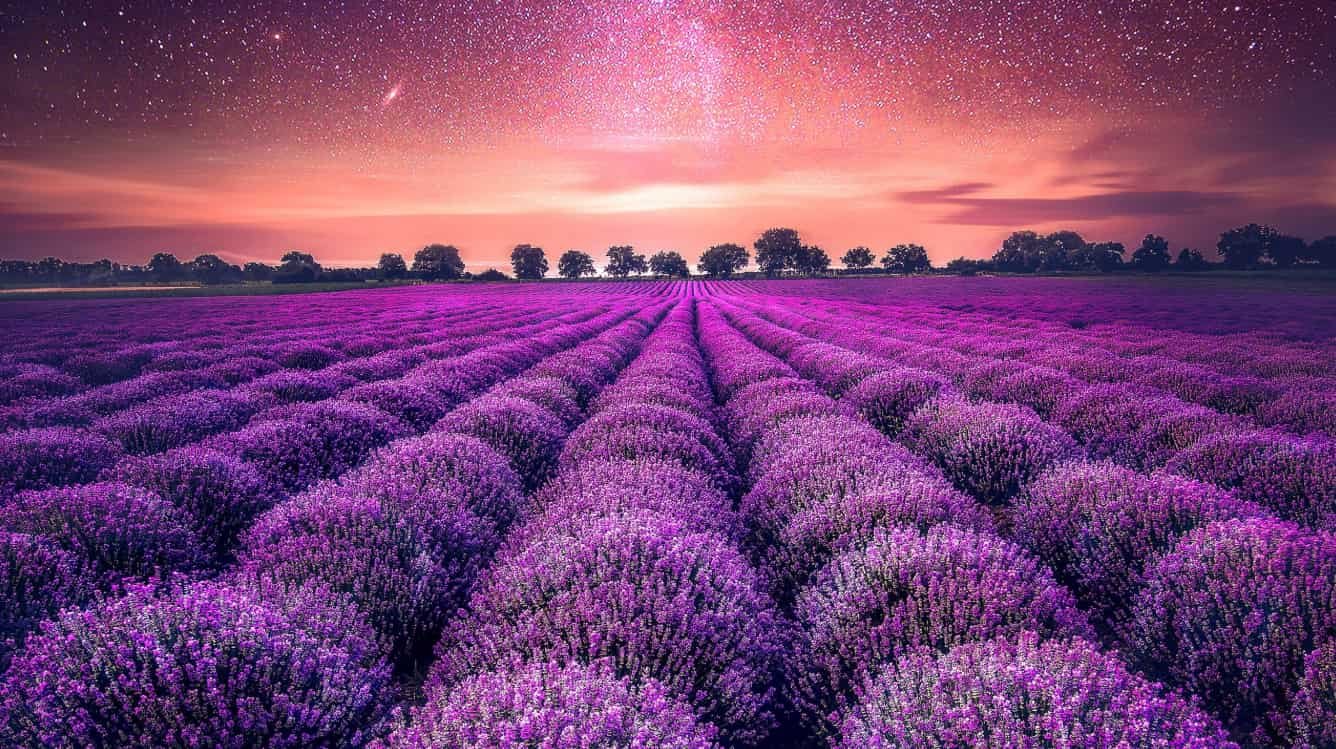 Spiritual Meanings of Lavender