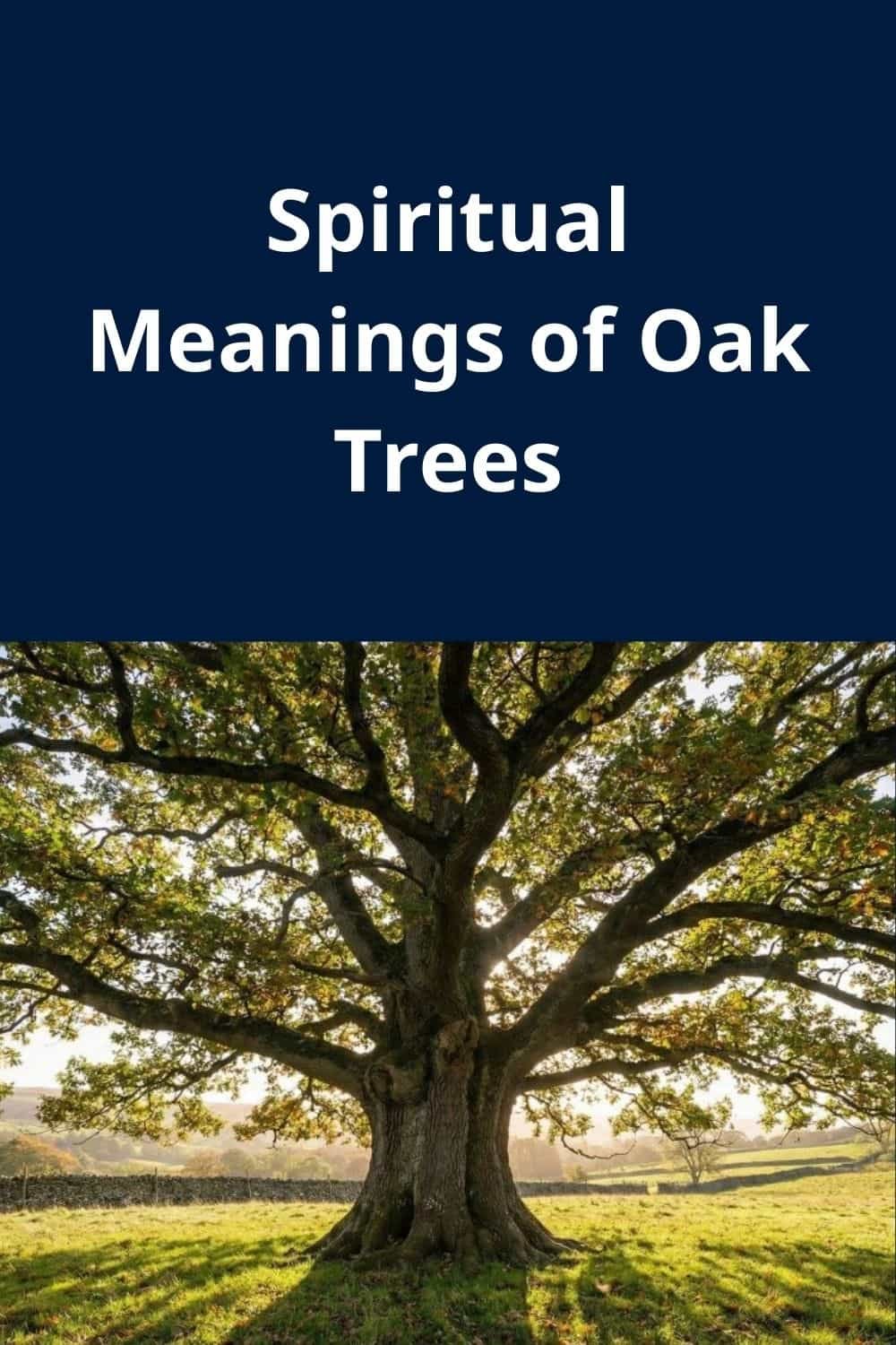 Spiritual Meanings of Oak Trees