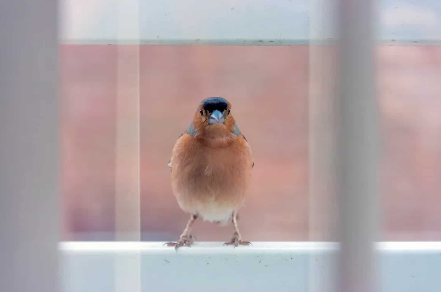 Spiritual Meanings of a Bird Flying Into Your House