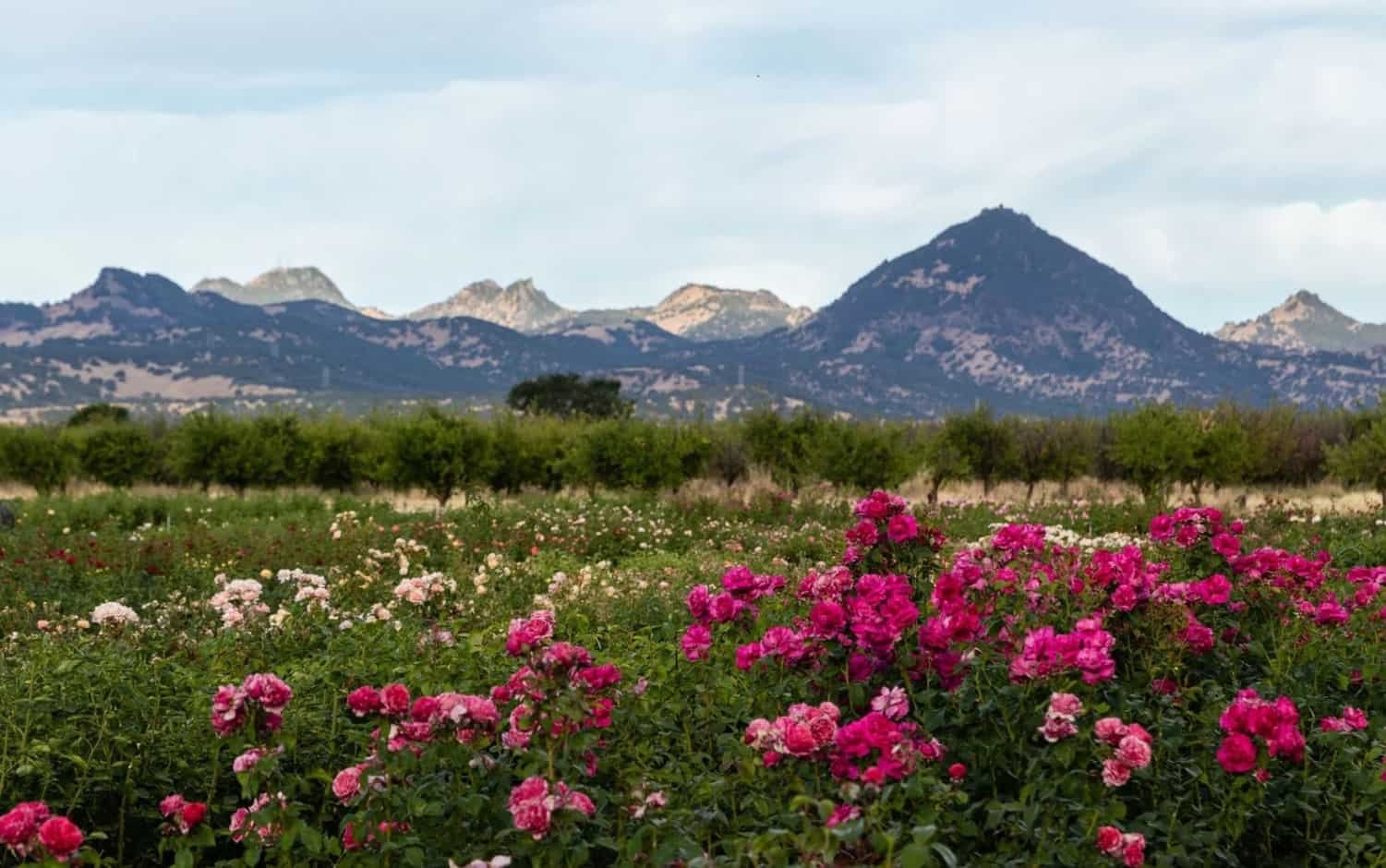 Spiritual Meanings of a Rose