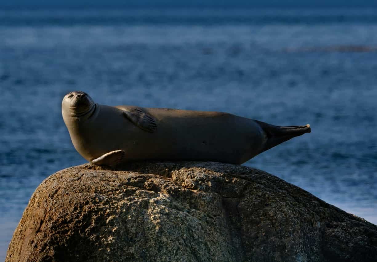 Spiritual Meanings of the Seal