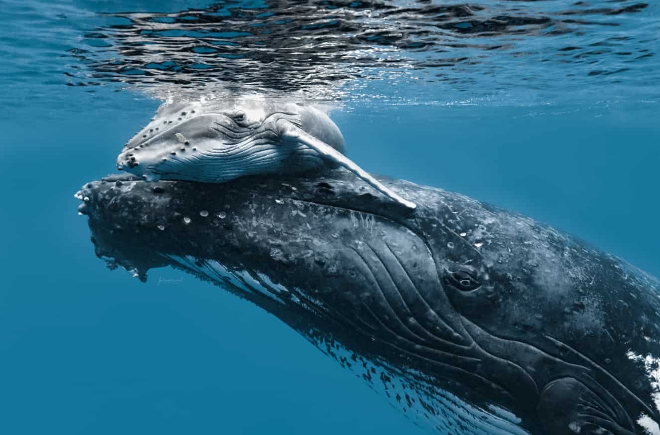 Spiritual Meanings of the Whale