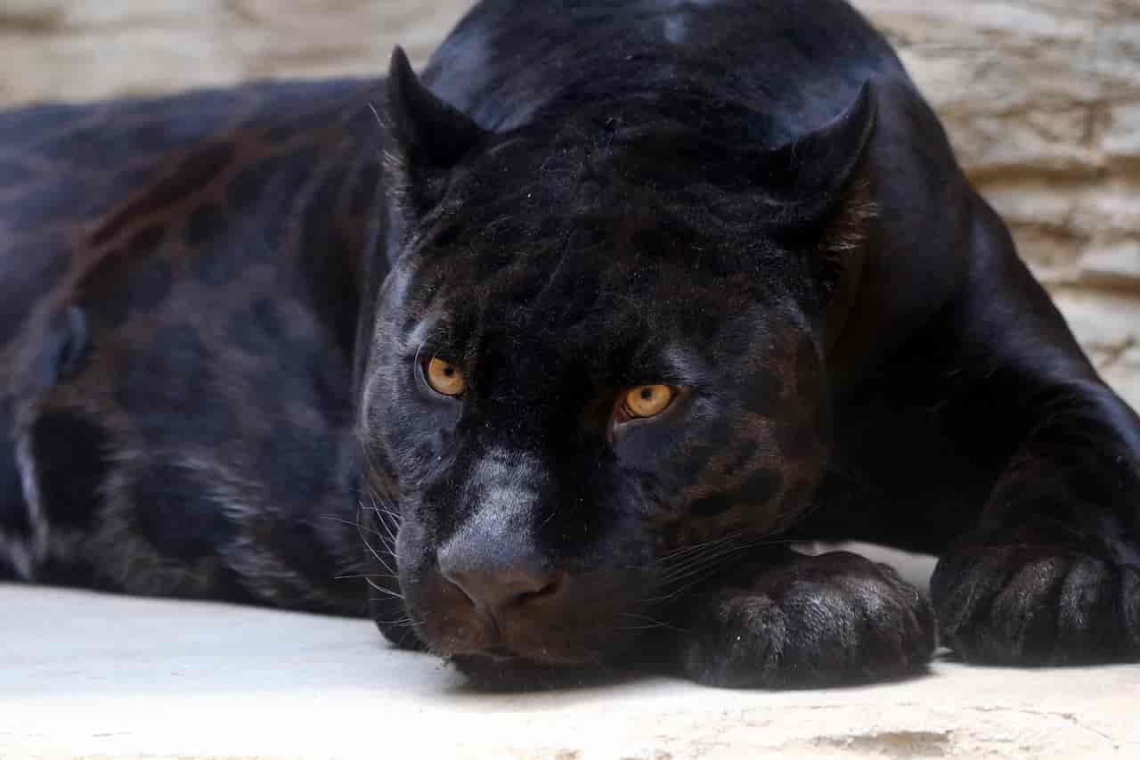 What Does A Black Panther Animal In A Dream Mean