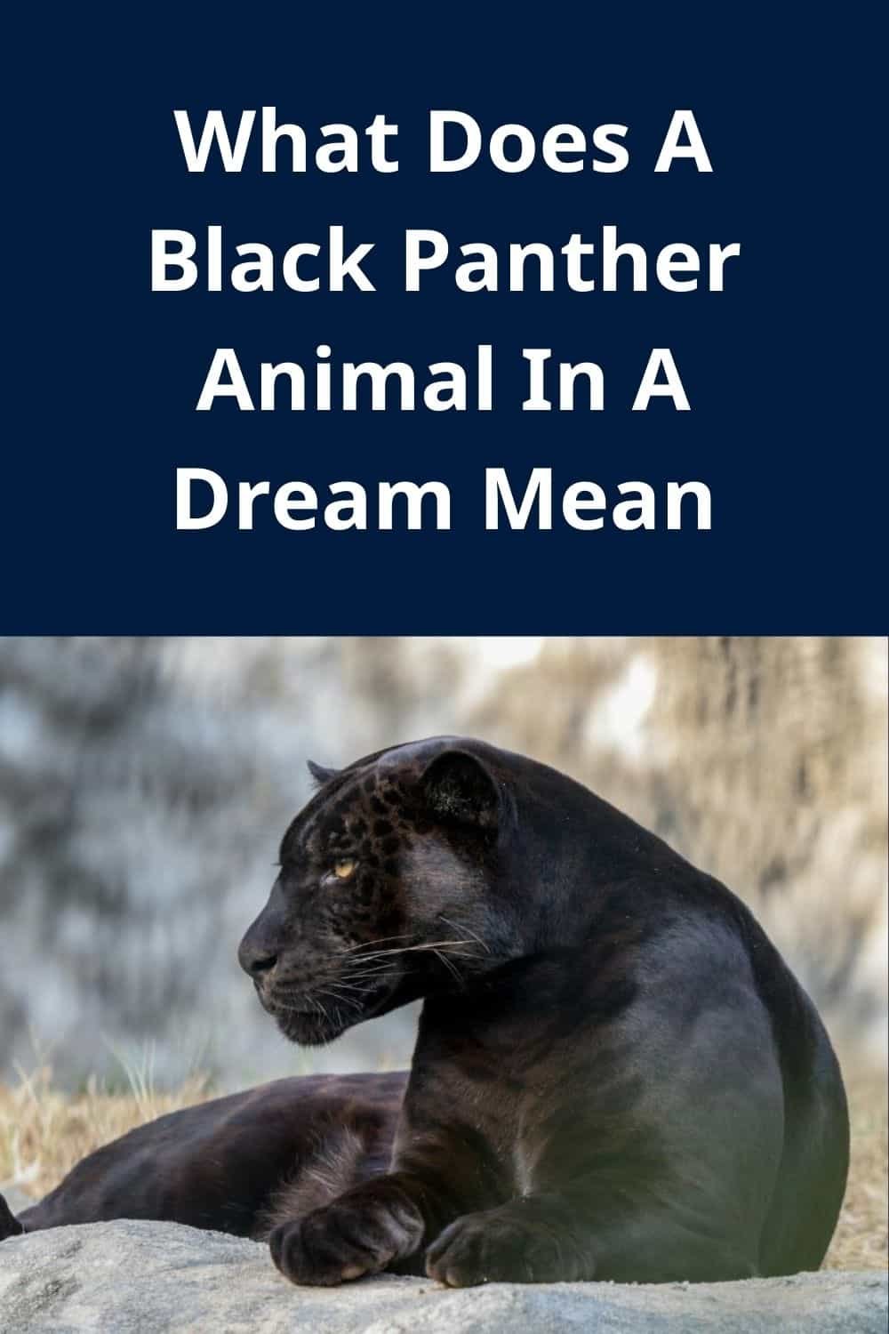 What Does A Black Panther Animal In A Dream Mean