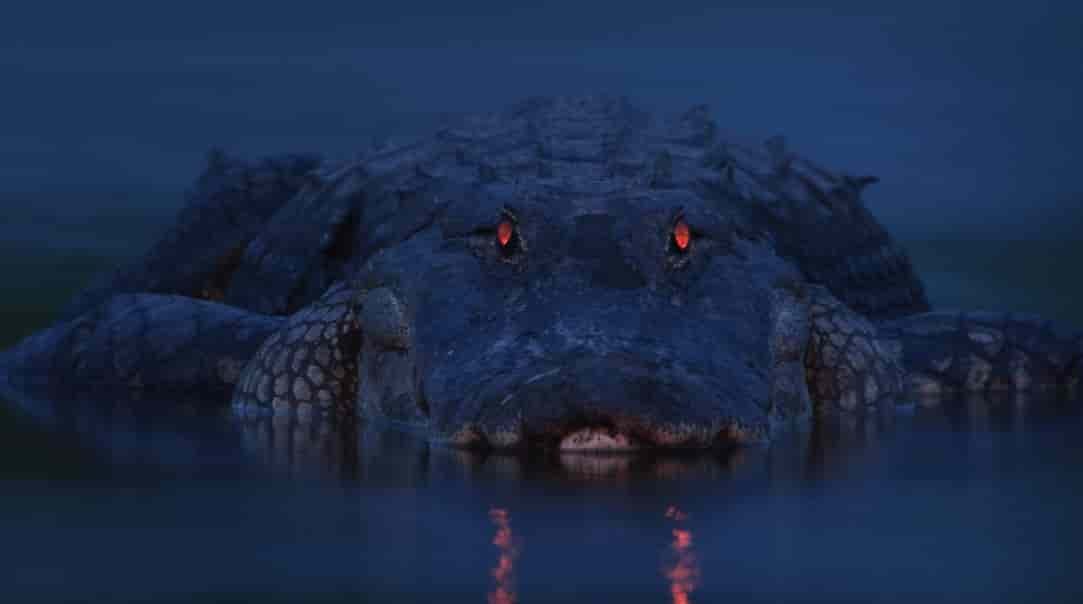 15 Spiritual Meanings of Crocodile