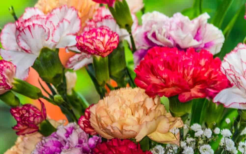 Spiritual Meanings of Carnations