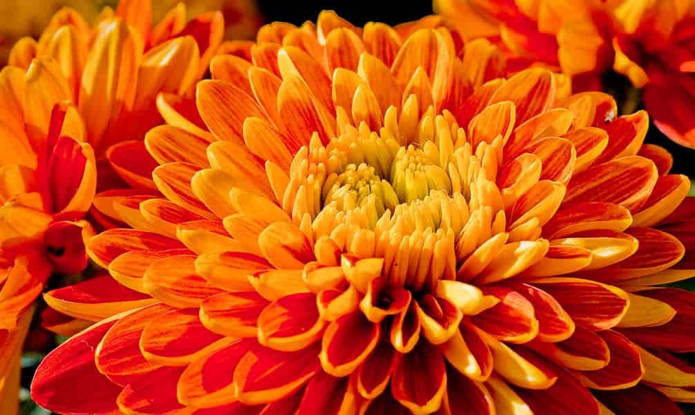 Spiritual Meanings of Chrysanthemums
