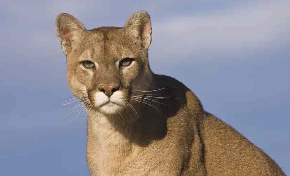 Spiritual Meanings of Cougars
