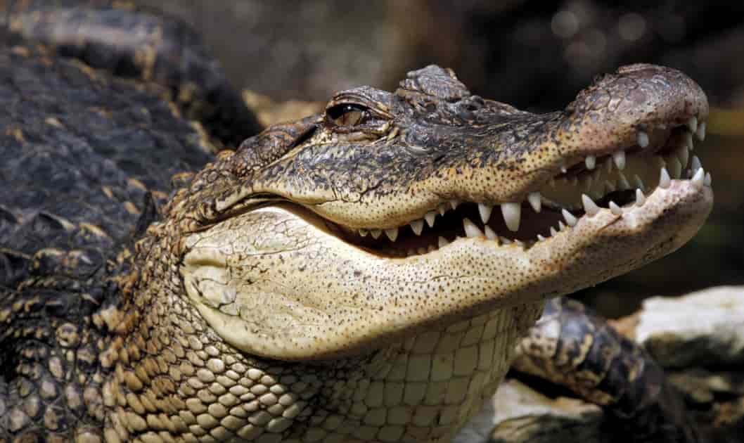 Spiritual Meanings of Crocodile