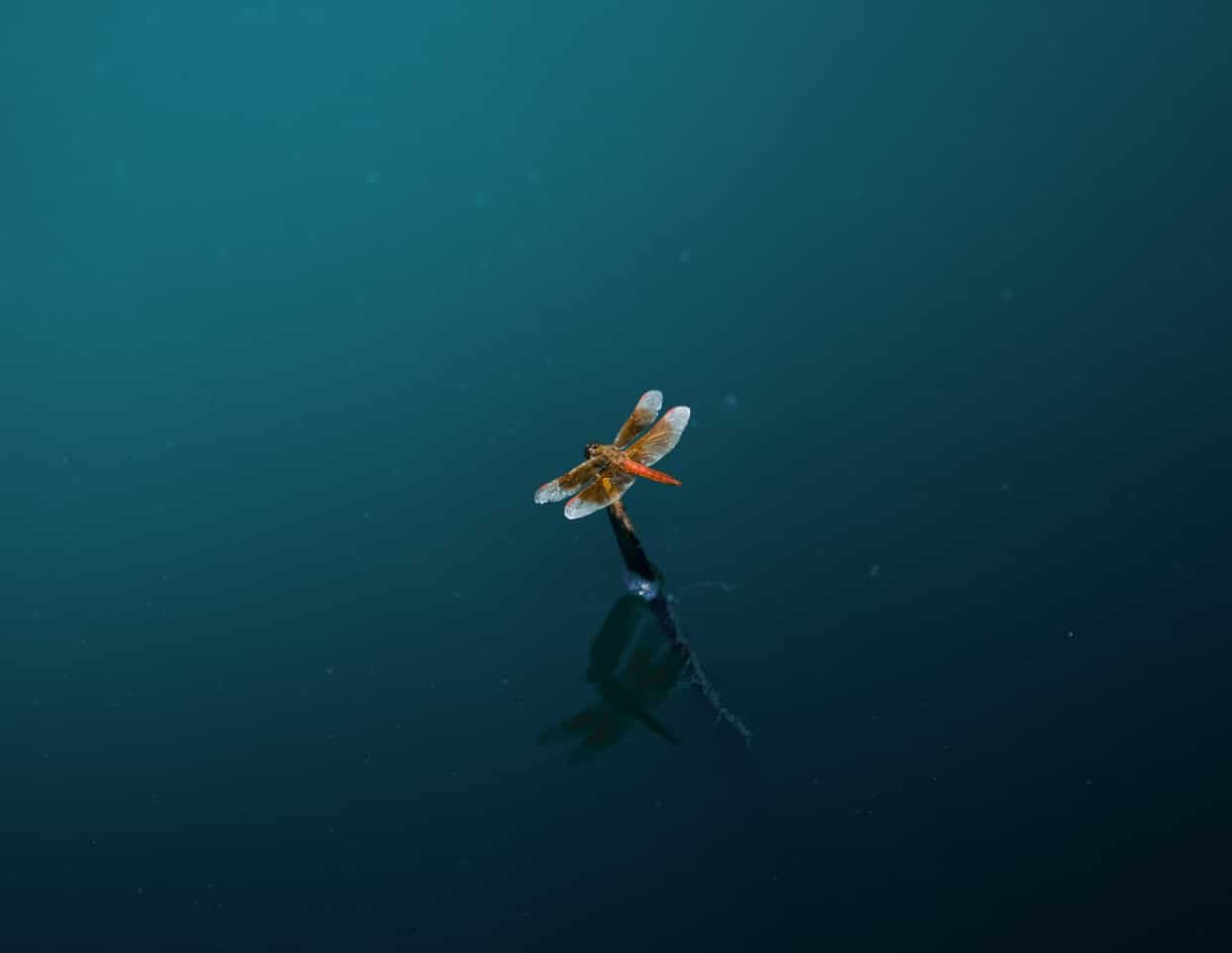 Spiritual Meanings of Dragonflies