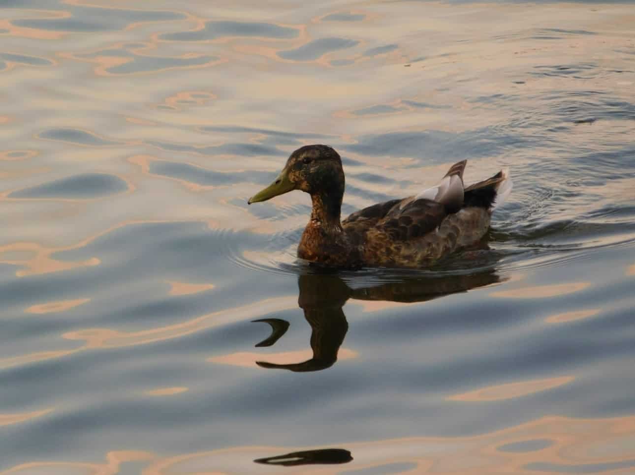 Spiritual Meanings of Ducks