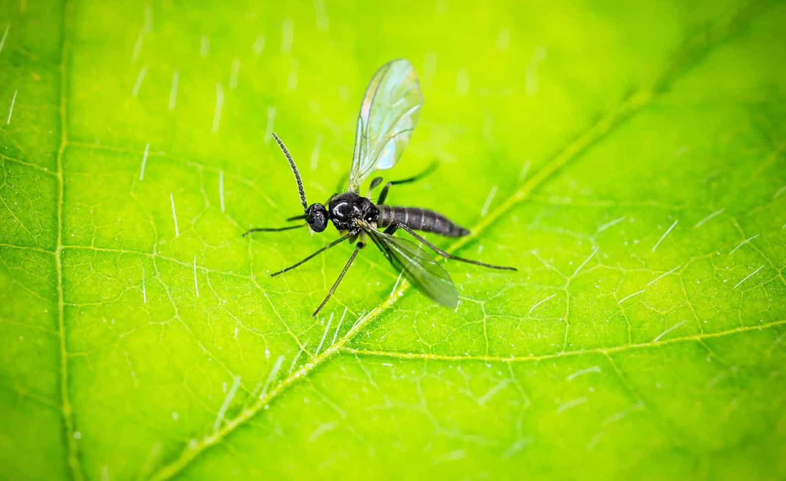 Spiritual Meanings of Gnats
