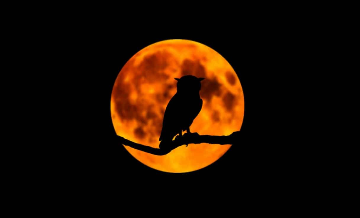 Spiritual Meanings of Hearing an Owl Hooting