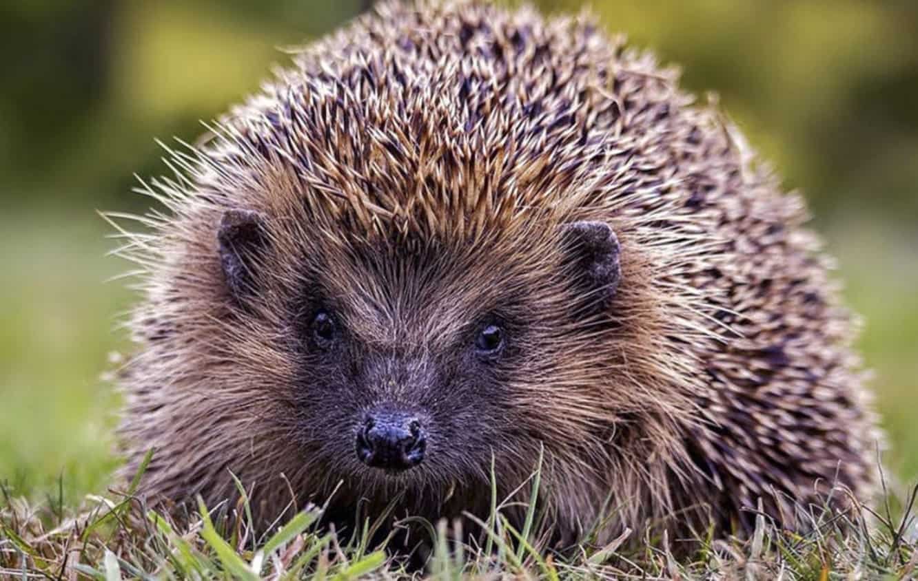 Spiritual Meanings of Hedgehogs