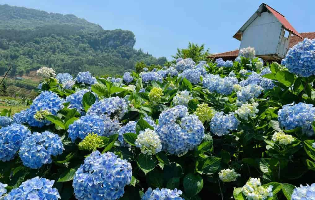 Spiritual Meanings of Hydrangeas