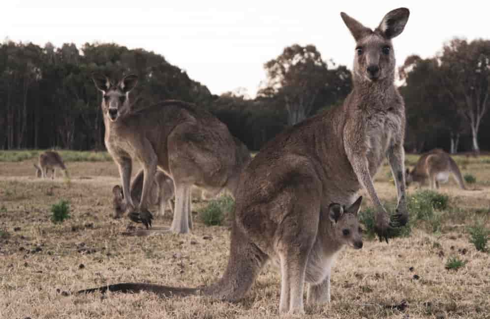 Spiritual Meanings of Kangaroos