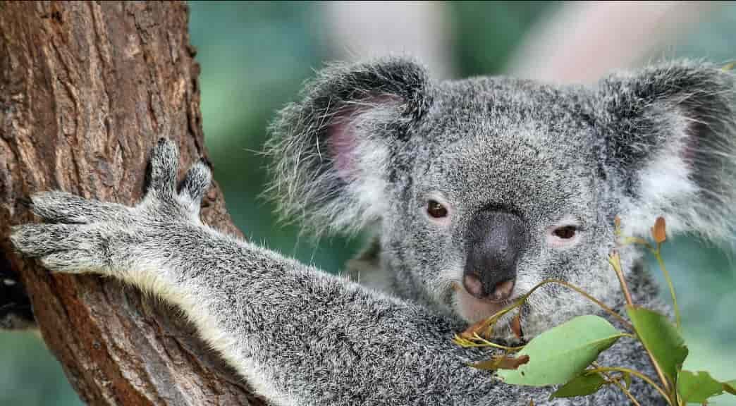 Spiritual Meanings of Koala