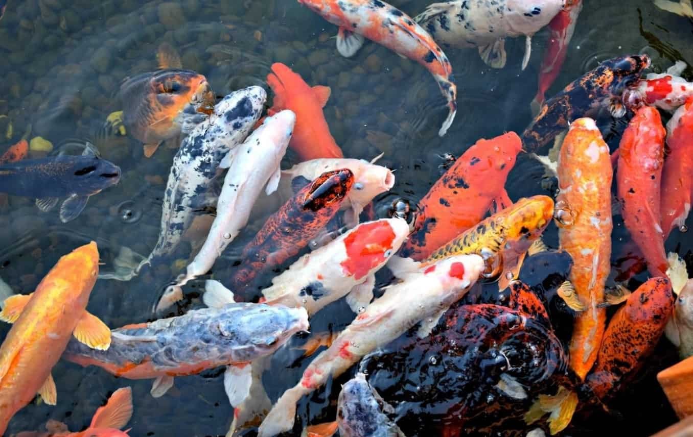 Spiritual Meanings of Koi Fish