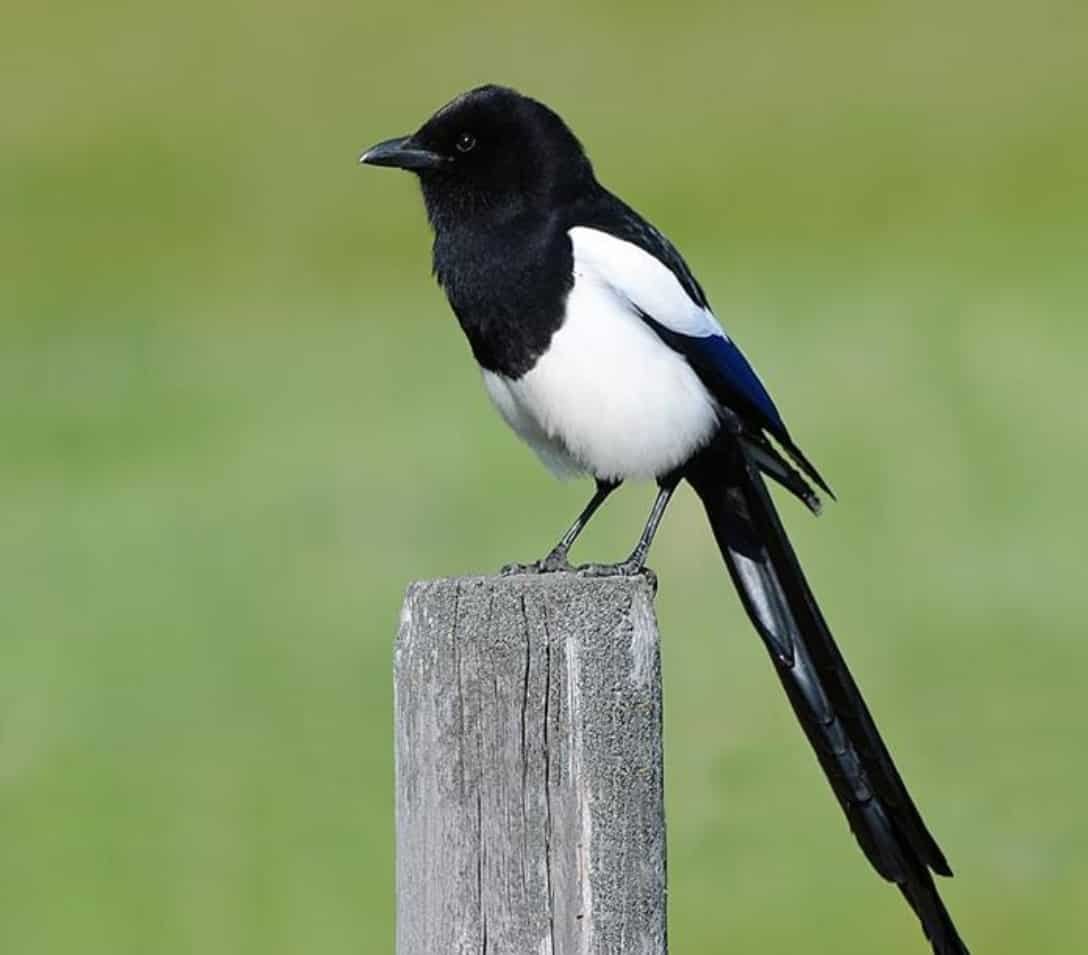Spiritual Meanings of Magpies