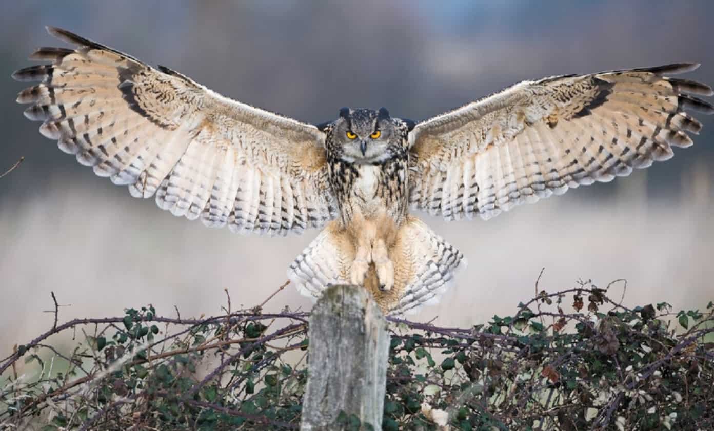 Spiritual Meanings of Owl Feathers