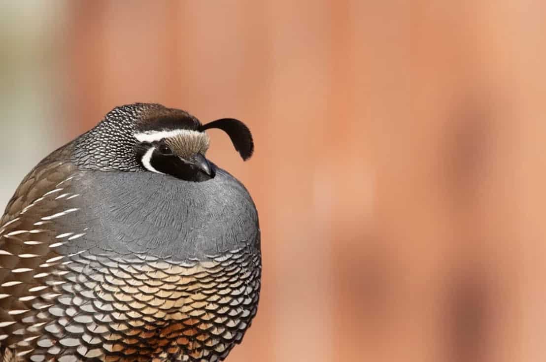 Spiritual Meanings of Quail