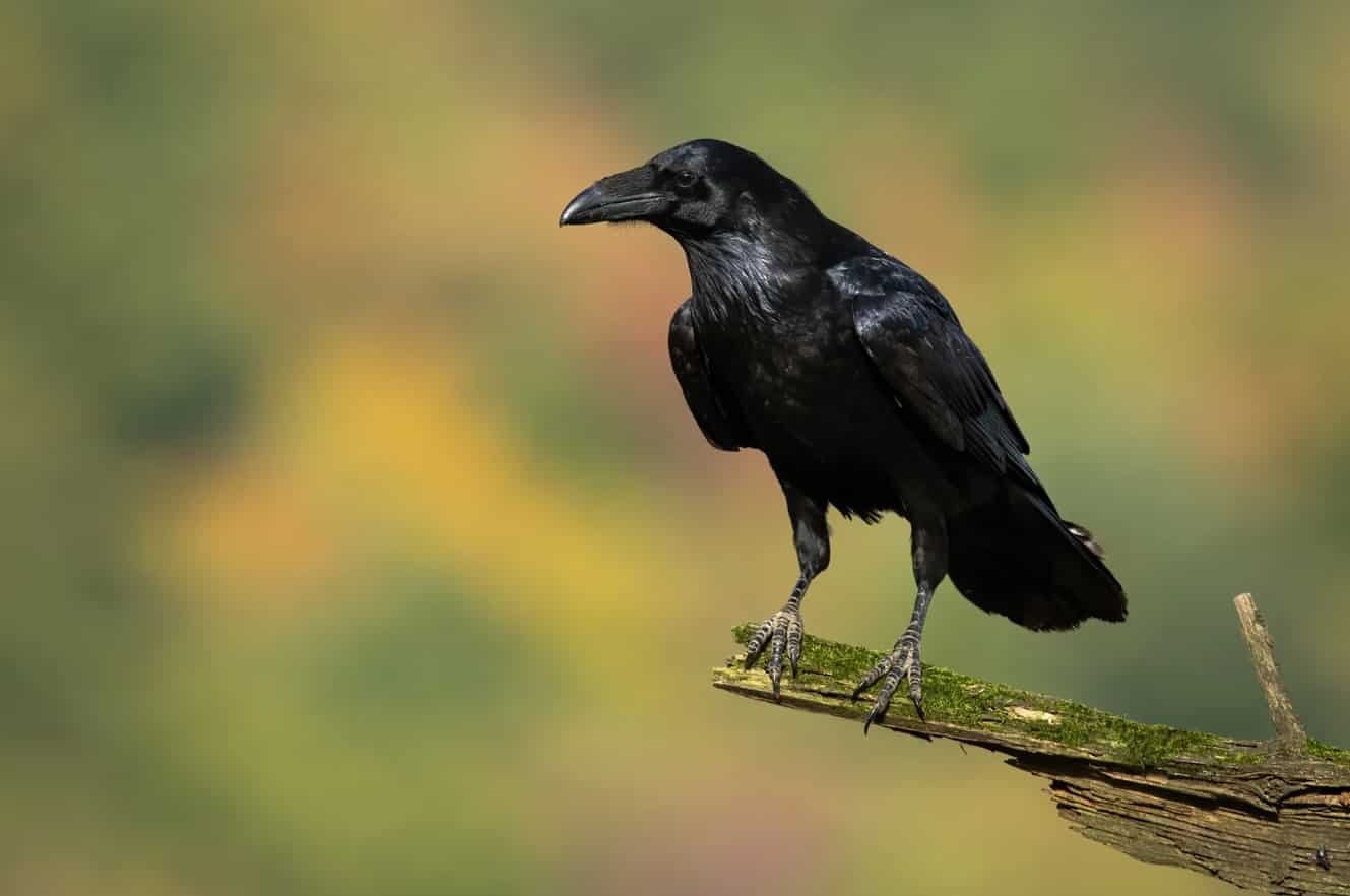 Spiritual Meanings of Ravens