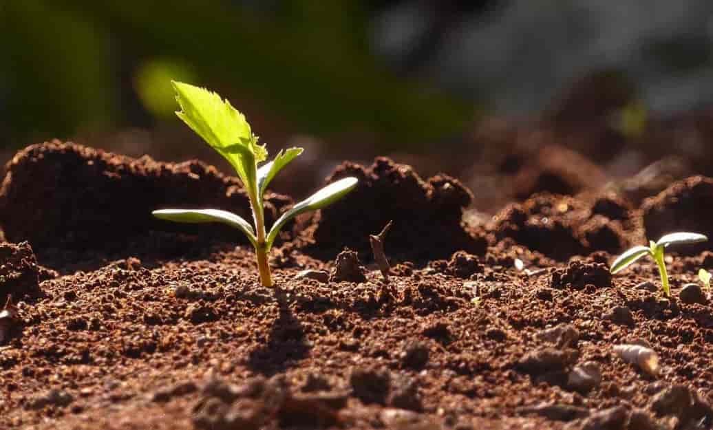 Spiritual Meanings of Seeds