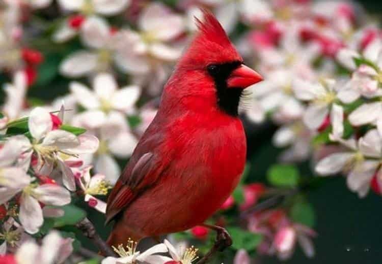 Spiritual Meanings of Seeing 3 Red Cardinals