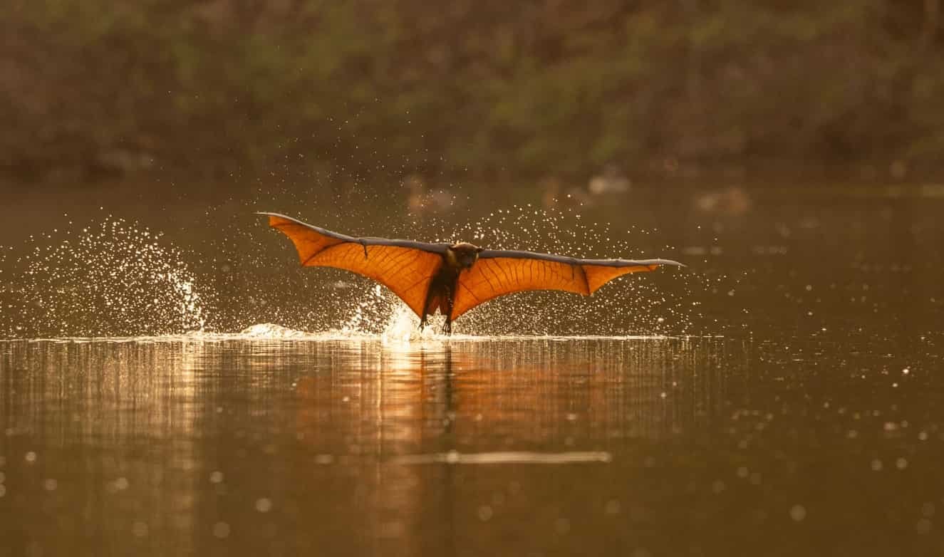 Spiritual Meanings of Seeing a Bat During the Day