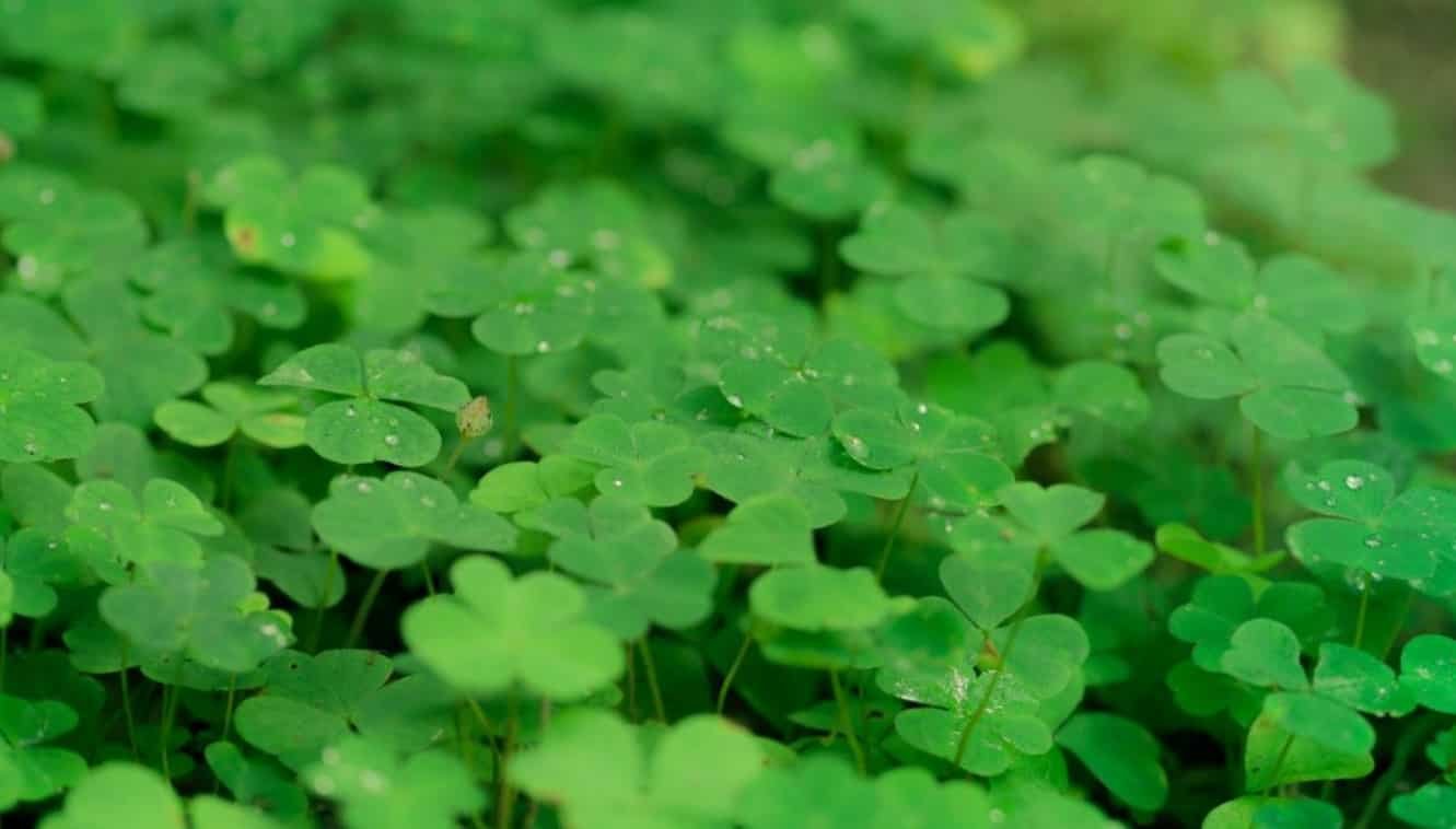 Spiritual Meanings of St. Patrick’s Day