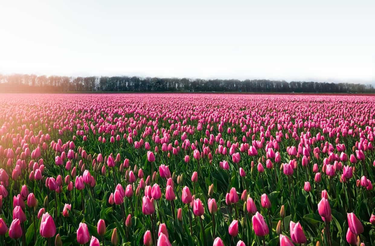 Spiritual Meanings of Tulips