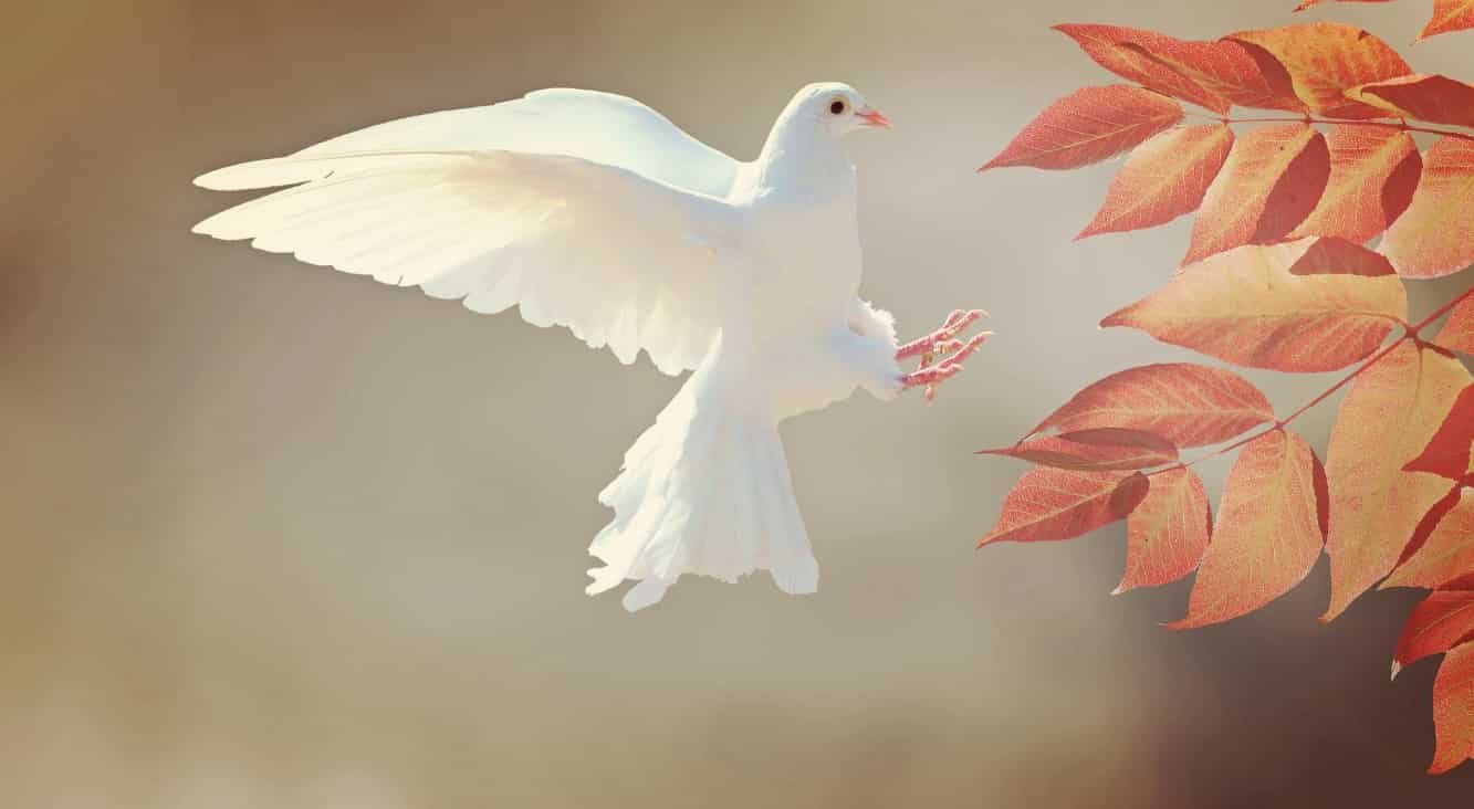 Spiritual Meanings of Two Mourning Doves