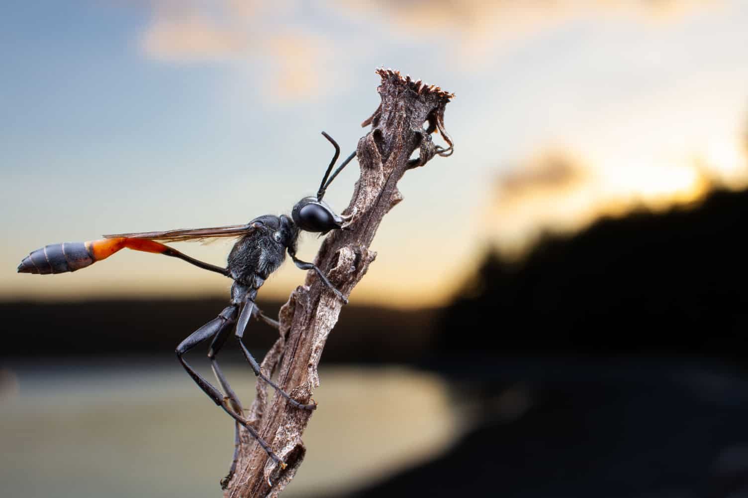 Spiritual Meanings of Wasps