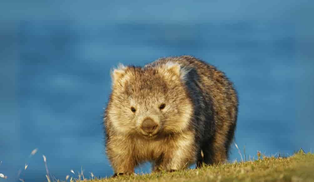 Spiritual Meanings of Wombat