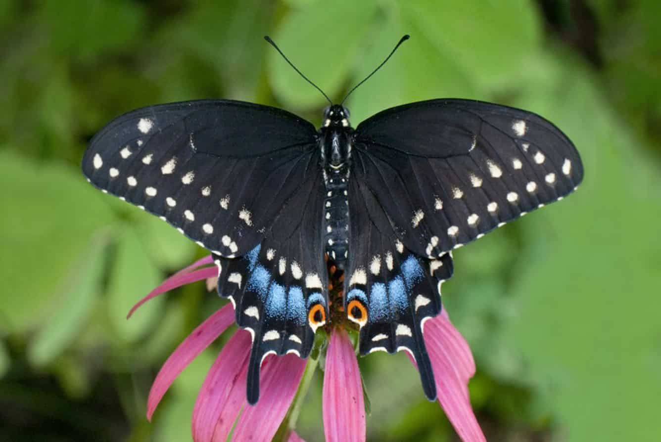 Spiritual Meanings of a Black Butterfly