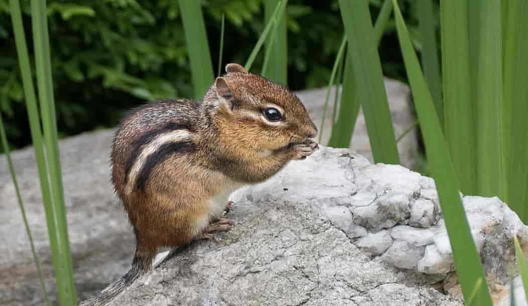 Spiritual Meanings of a Chipmunk