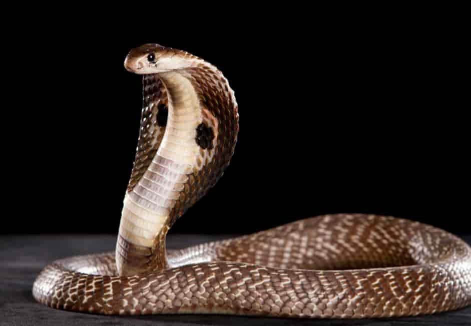 Spiritual Meanings of a Cobra