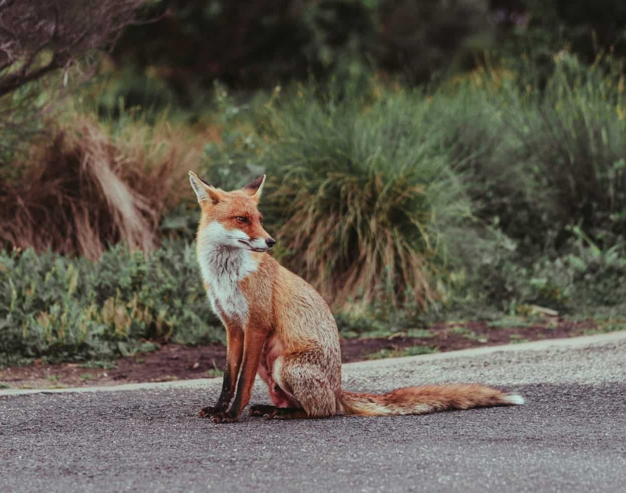 Spiritual Meanings of a Fox Crossing Your Path