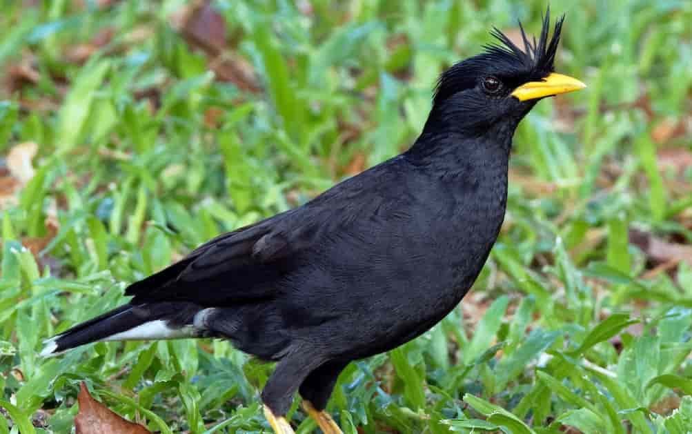 Spiritual Meanings of a Grackle